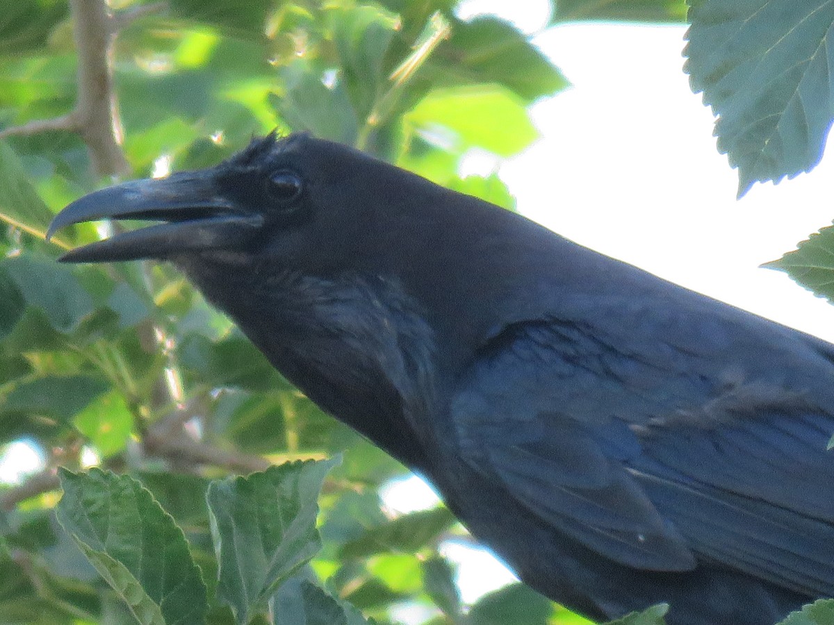 Common Raven - ML458837151