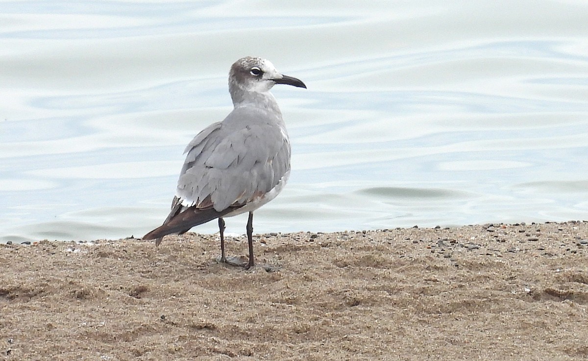 Laughing Gull - ML458837561