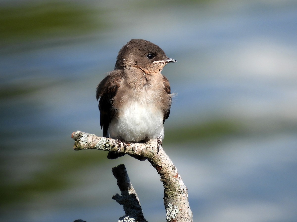 Northern Rough-winged Swallow - ML458838481