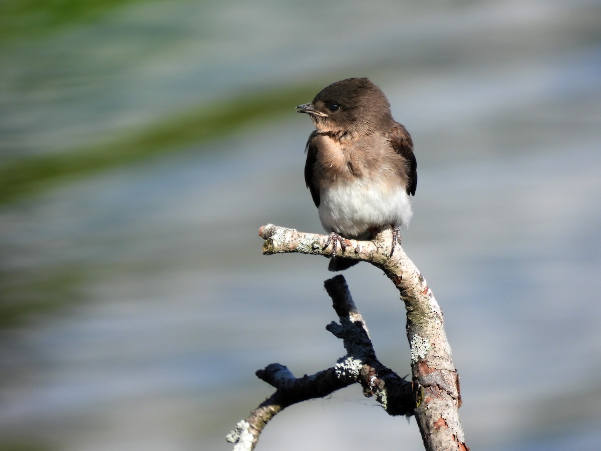 Northern Rough-winged Swallow - ML458838501