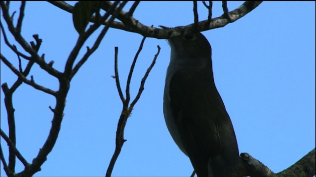 Cuban Solitaire - ML458839