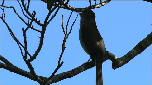 Cuban Solitaire - ML458840