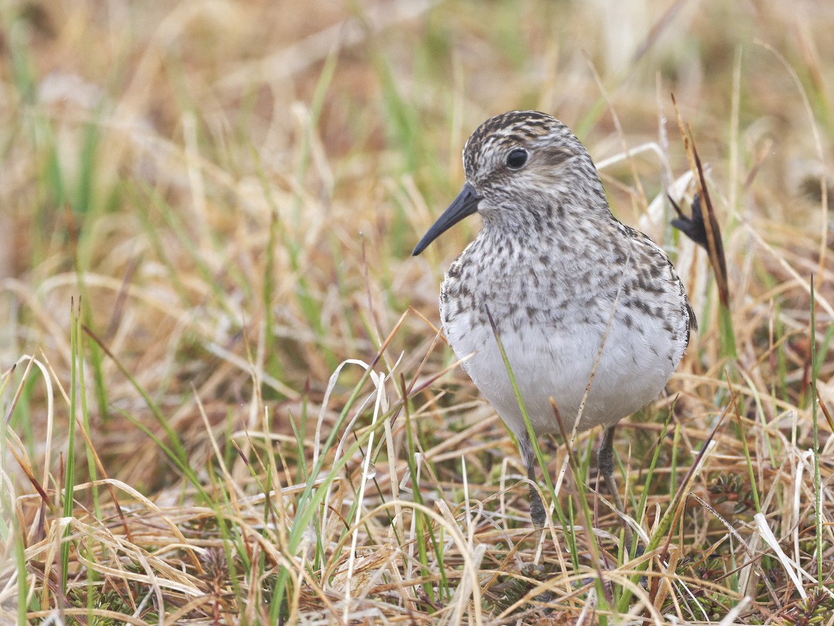 Least Sandpiper - Alan Van Norman