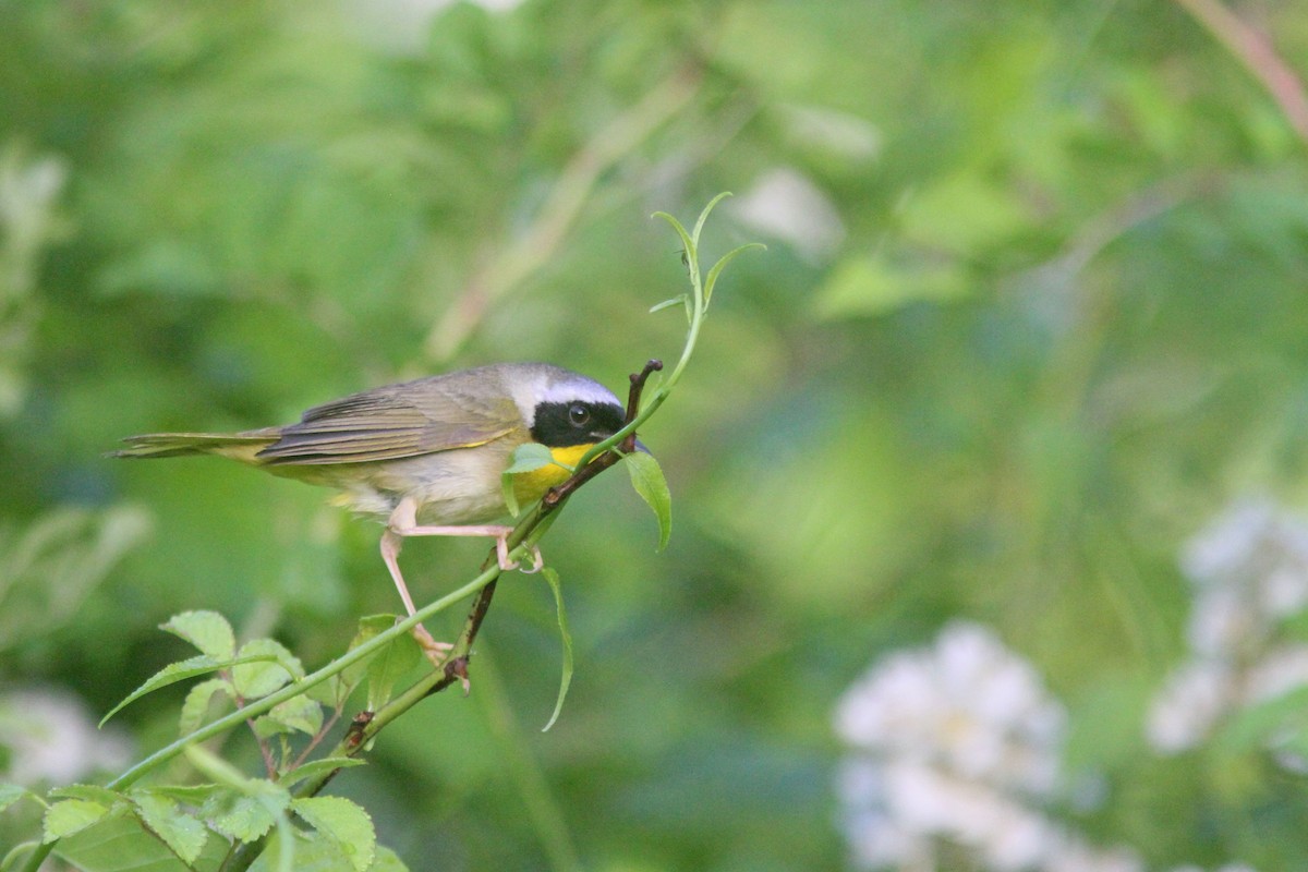 Common Yellowthroat - Larry Therrien