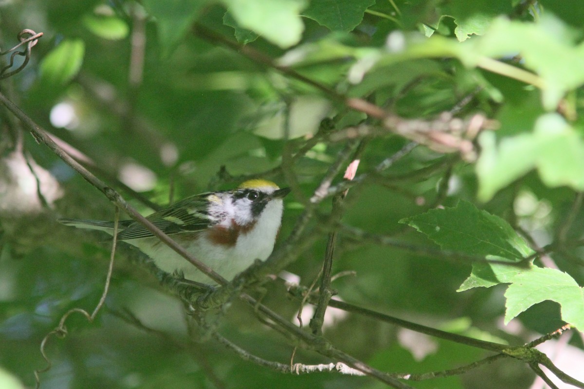 Chestnut-sided Warbler - ML458840441