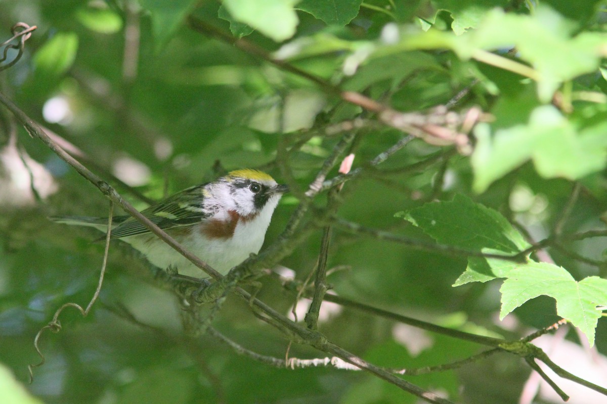 Chestnut-sided Warbler - Larry Therrien