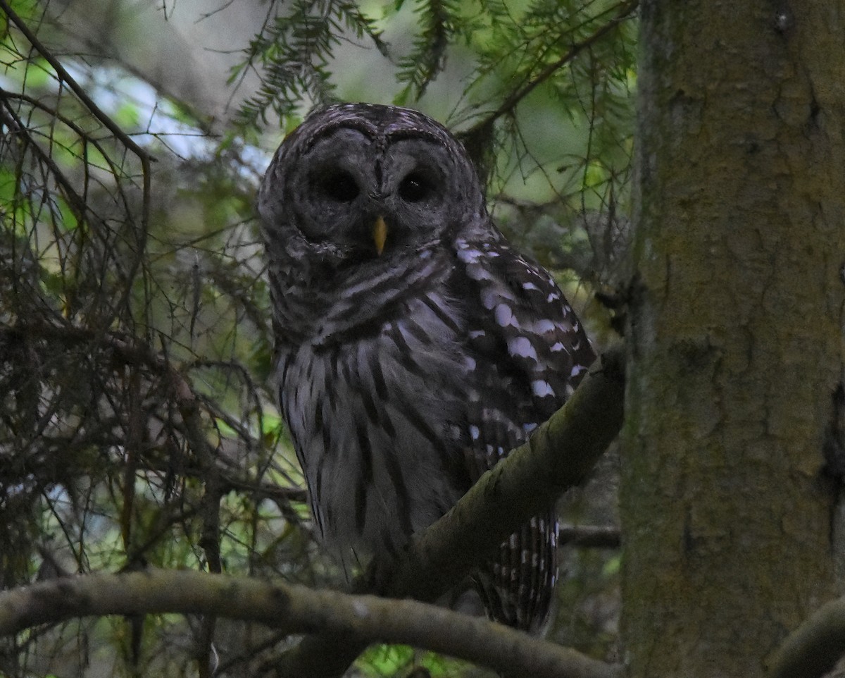 Barred Owl - ML458840961