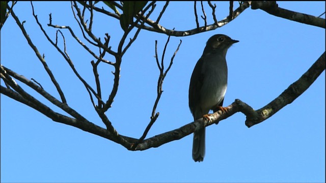 Cuban Solitaire - ML458841