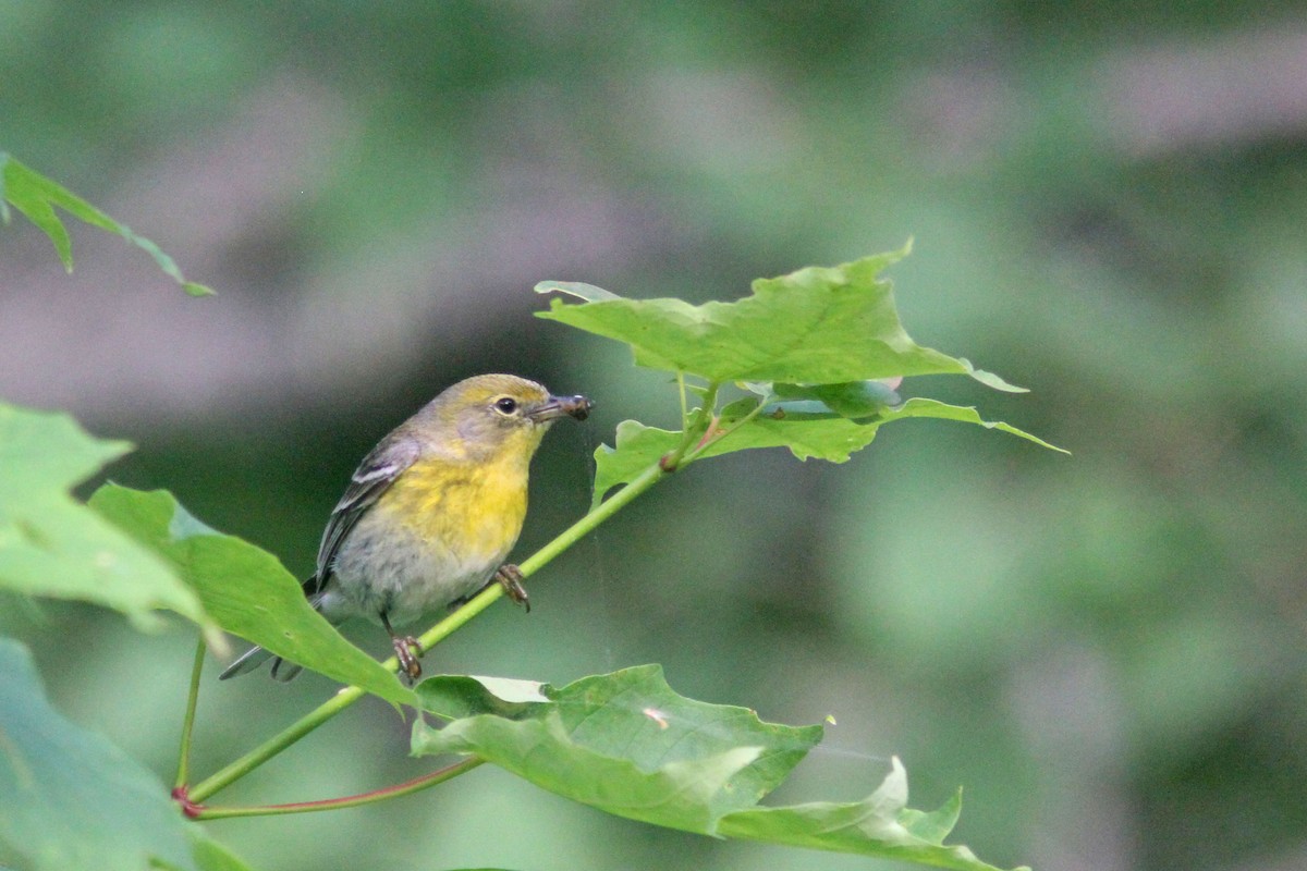 Pine Warbler - Larry Therrien