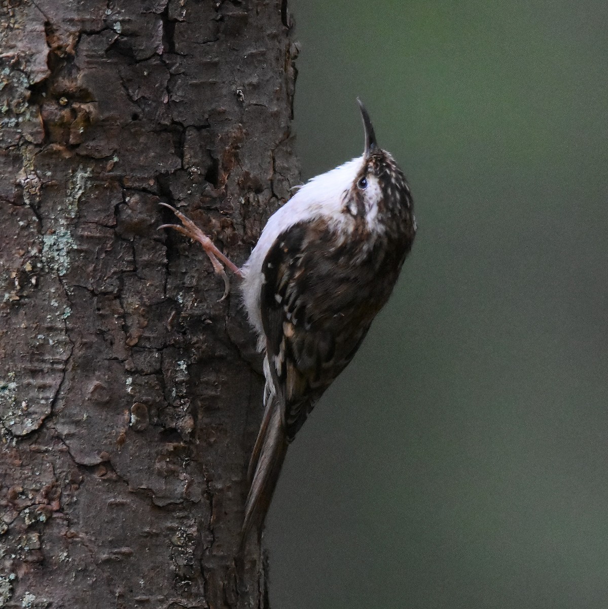Brown Creeper - ML458841161