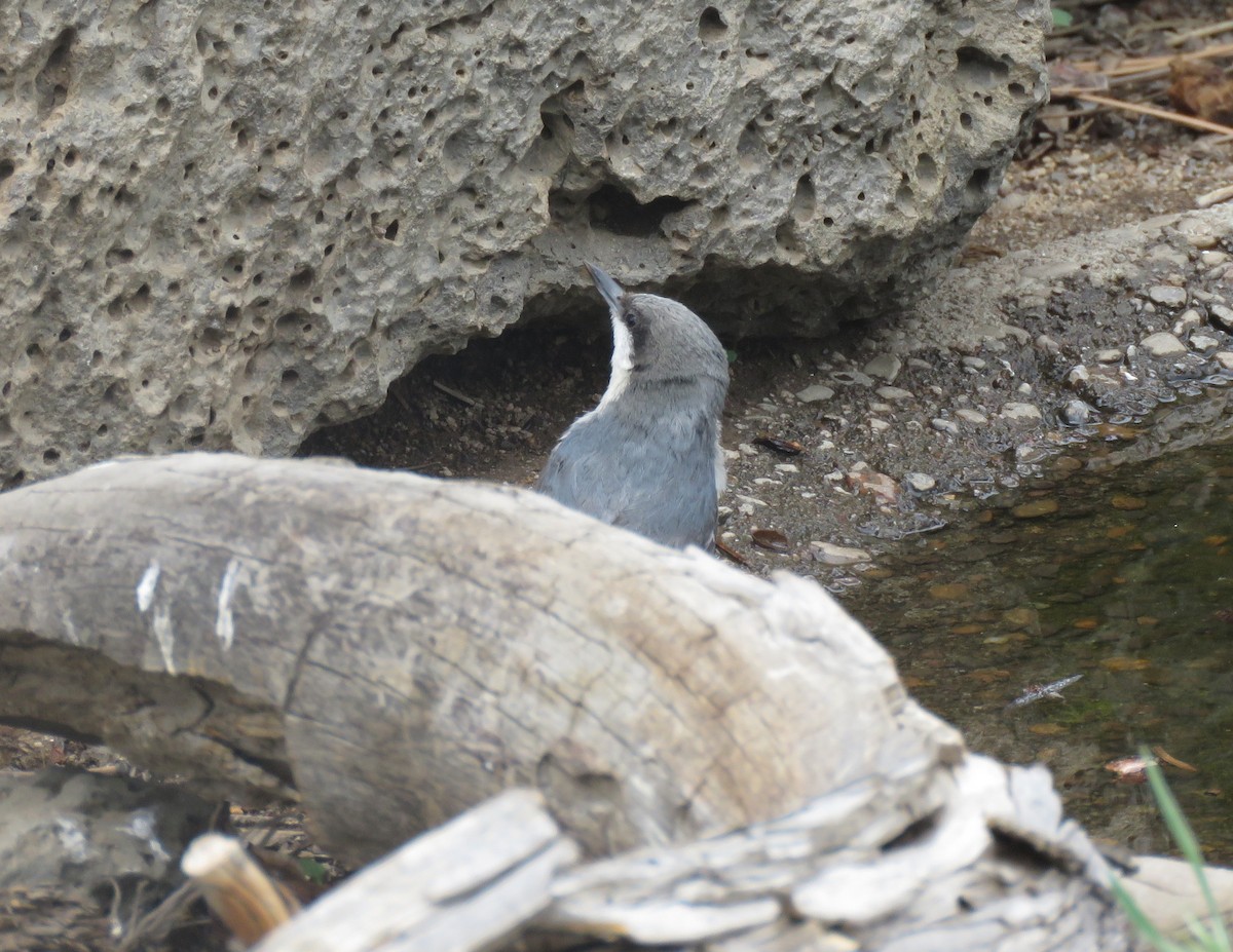 Pygmy Nuthatch - ML458841941