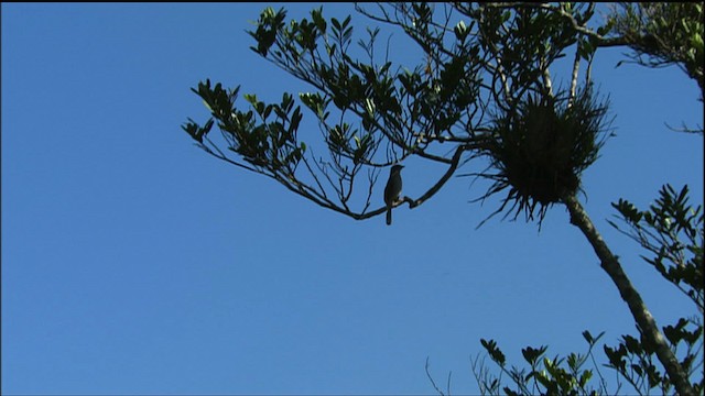 Cuban Solitaire - ML458842
