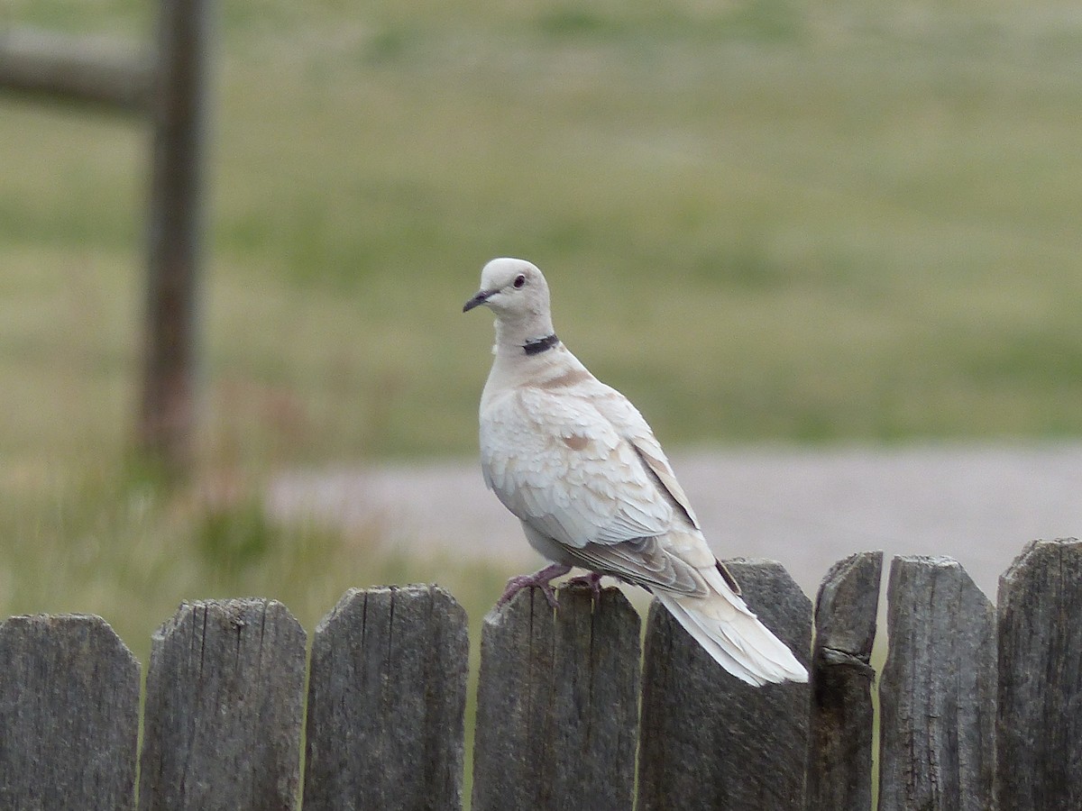 Eurasian Collared-Dove - Michael Stone