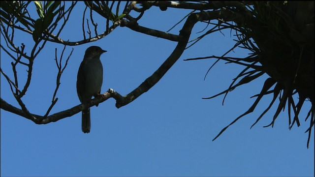 Cuban Solitaire - ML458843