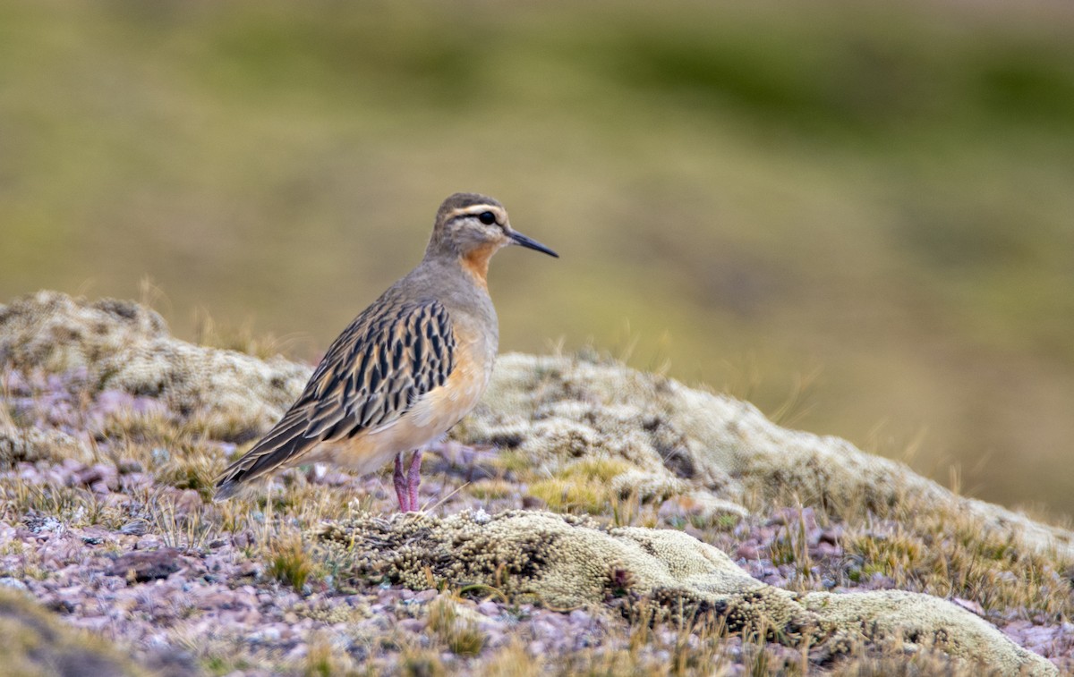 Tawny-throated Dotterel - David F. Belmonte