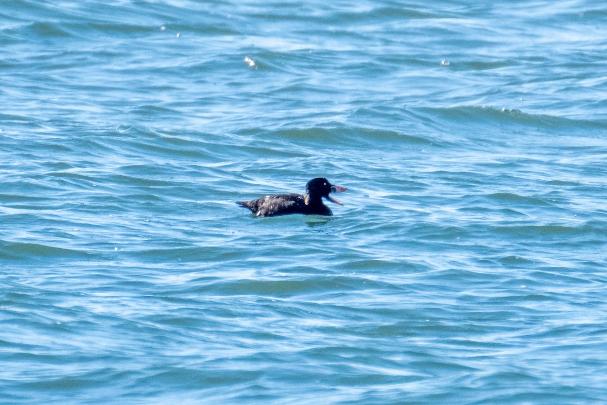 Surf Scoter - ML458843581