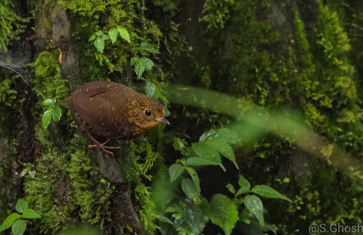 Scaly-breasted Cupwing (Himalayan) - ML458843691