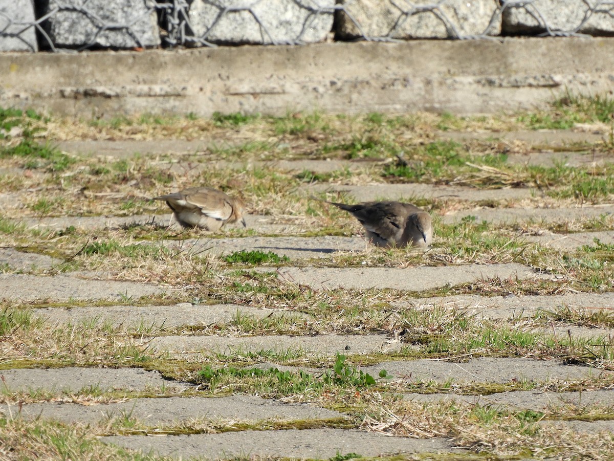 Picui Ground Dove - ML458845921