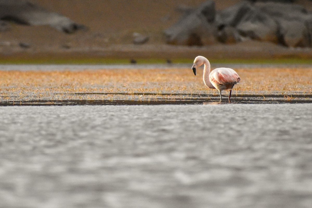 Şili Flamingosu - ML458846021