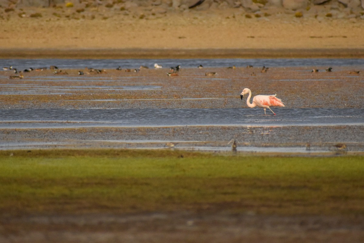 Chilean Flamingo - ML458846061
