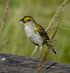 Yellow-browed Sparrow - ML458846241