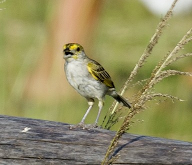 Yellow-browed Sparrow - ML458846251