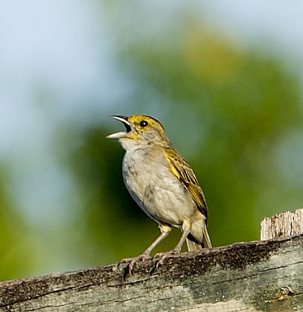 Yellow-browed Sparrow - ML458846271