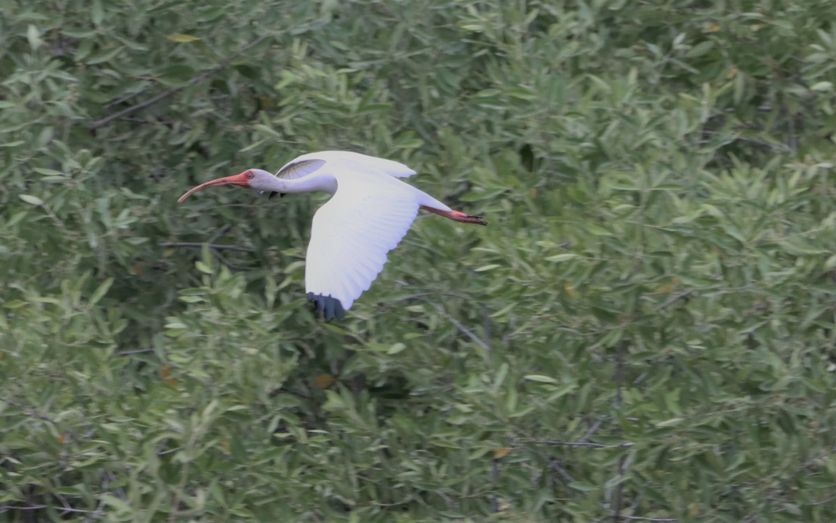 White Ibis - Oliver  Komar