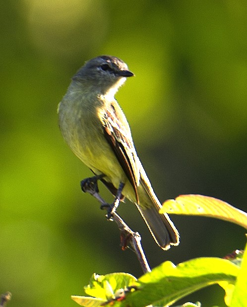 Yellow-crowned Tyrannulet - ML458847741