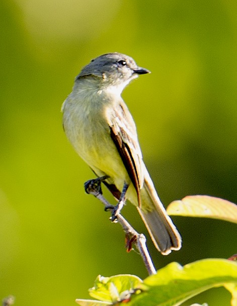 Yellow-crowned Tyrannulet - ML458847761