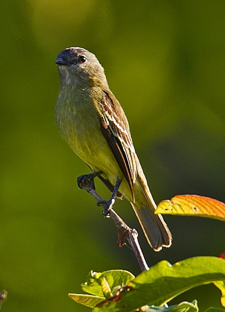Yellow-crowned Tyrannulet - ML458847771