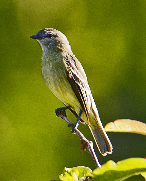 Yellow-crowned Tyrannulet - ML458847791