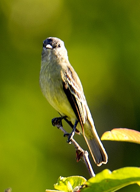 Yellow-crowned Tyrannulet - ML458847801