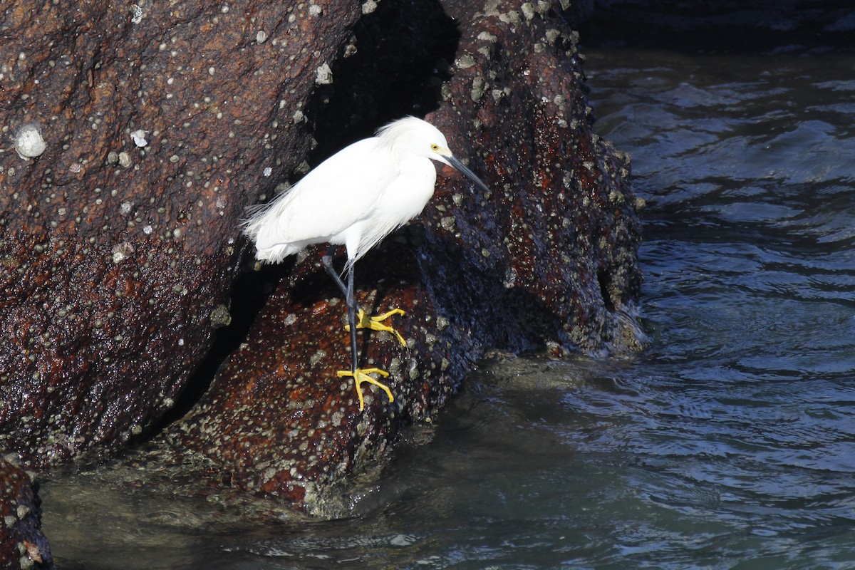 Snowy Egret - Bryce Loschen