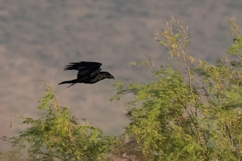 Chihuahuan Raven - ML458848381