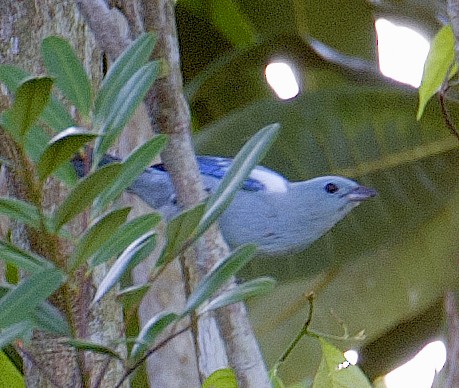 Blue-gray Tanager - ML458849211