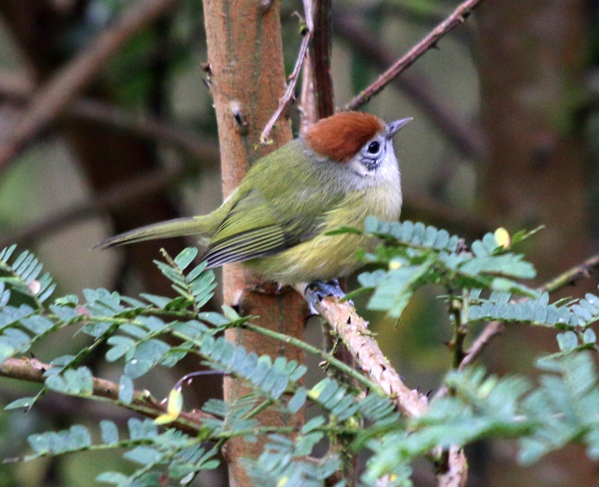 rustkronevireo - ML458849221