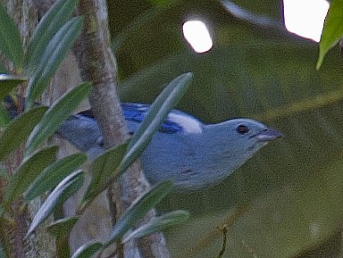 Blue-gray Tanager - ML458849241