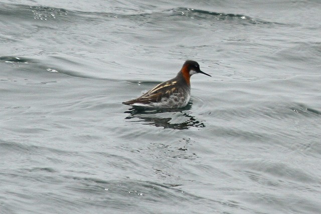 Red-necked Phalarope - ML45885081