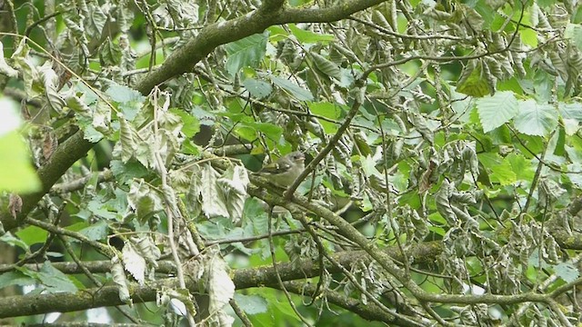 Goldcrest - ML458851891