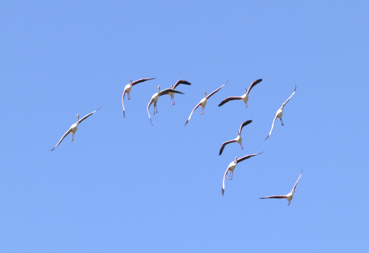 Greater Flamingo - ML458852391