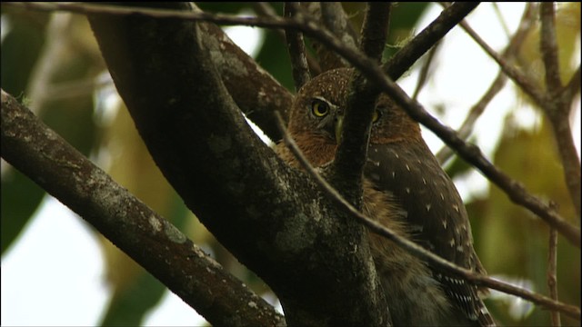 Cuban Pygmy-Owl - ML458855