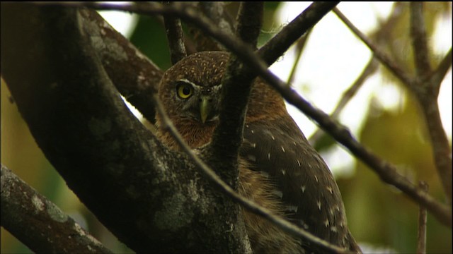 Cuban Pygmy-Owl - ML458856