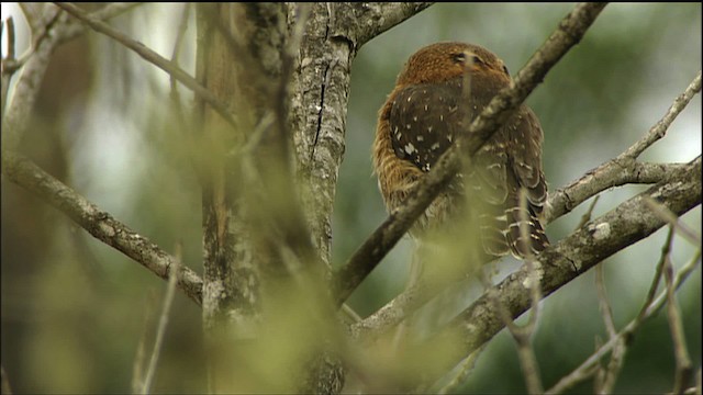 Cuban Pygmy-Owl - ML458857