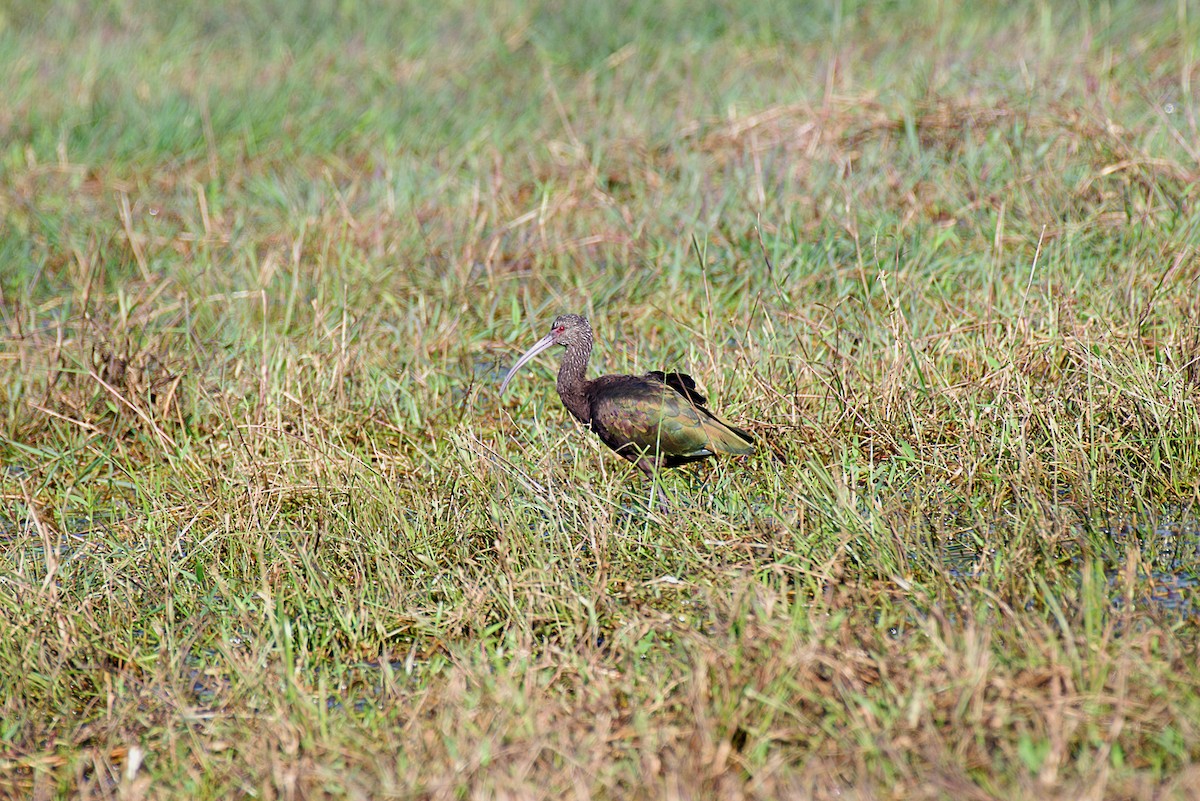 White-faced Ibis - ML458857741