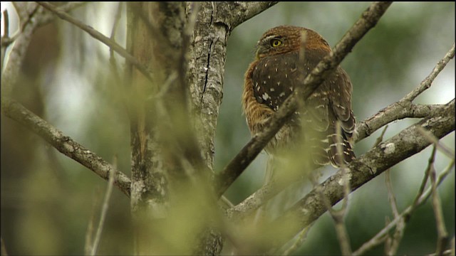 Cuban Pygmy-Owl - ML458858