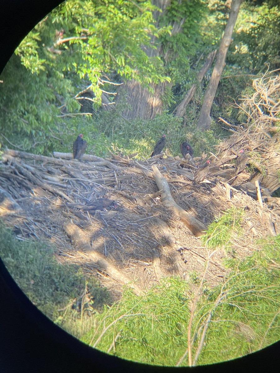 Turkey Vulture - ML458858121