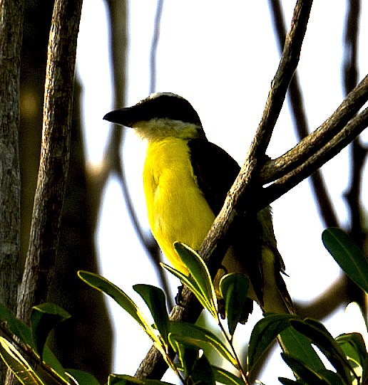 Boat-billed Flycatcher - ML458858591