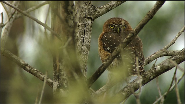 Cuban Pygmy-Owl - ML458859