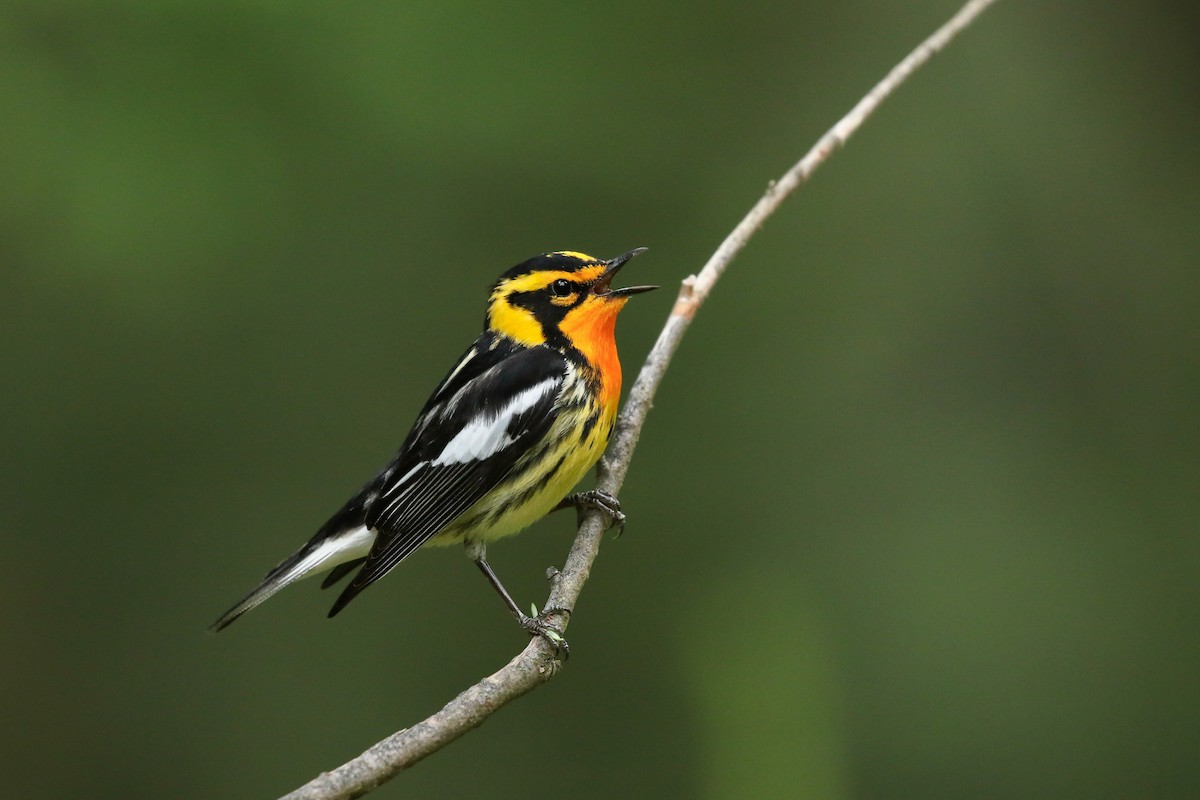 Blackburnian Warbler - ML458859451